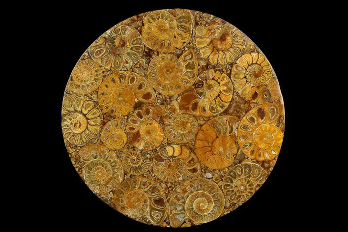 Composite Plate Of Agatized Ammonite Fossils #130572